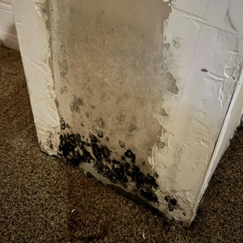 Professional Mold Removal in Panama City, FL